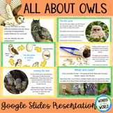 All about owls Google Slides presentation slide show