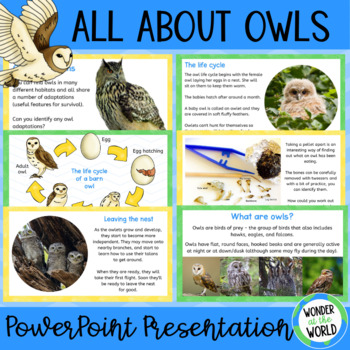 All about owls slide show PowerPoint presentation by Wonder at the World