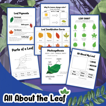 Preview of All about the Leaf Activities and Leaf Identification Worksheets