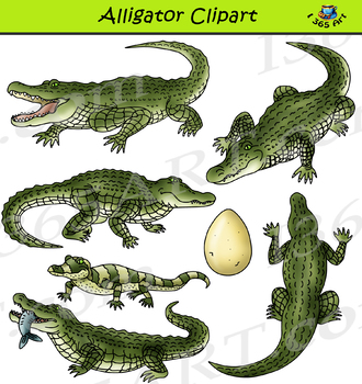 Preview of Alligator Clipart - Realistic