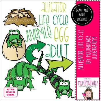 Preview of Alligator Life Cycle clip art digi stamps COMBO PACK by Melonheadz Clipart