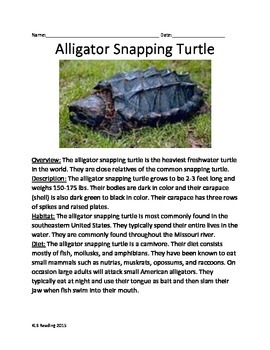 Реферат: Alligator Snapping Turtle Essay Research Paper Close