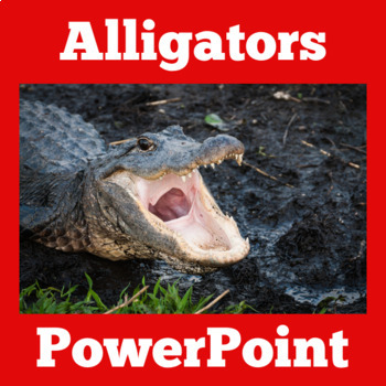 Preview of ALLIGATORS ALLIGATOR Activity PowerPoint REPTILES Science 1st 2nd 3rd Grade