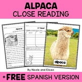 Alpaca Close Reading Passage Activities