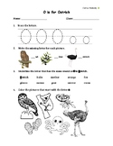 Alphabet Worksheet - Letter O | Phonic Tracing Writing Col