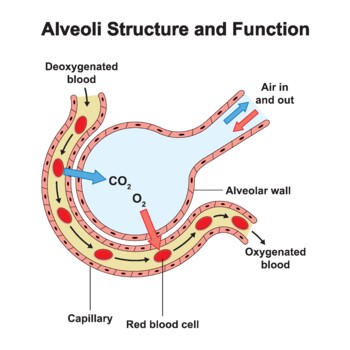 Preview of Alveoli Structure And Function. Alveolus Gas Exchange.
