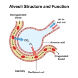 Alveoli Structure And Function. Alveolus Gas Exchange.