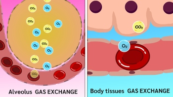 Preview of Alveolus gas exchange and Body tissues gas exchange animation