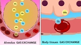 Alveolus gas exchange and Body tissues gas exchange animation