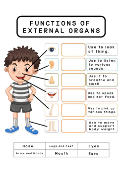 Preview of Amazing Organs on the Outside!