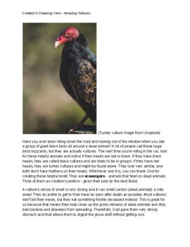 Preview of Amazing Vultures - A Creation-based Study