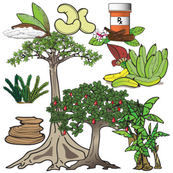 Amazon Rainforest Plants And Trees Clip Art Set By The Painted Crow