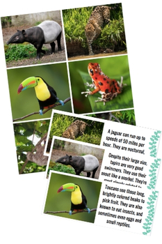 Preview of Amazon Rainforest Animal Cards