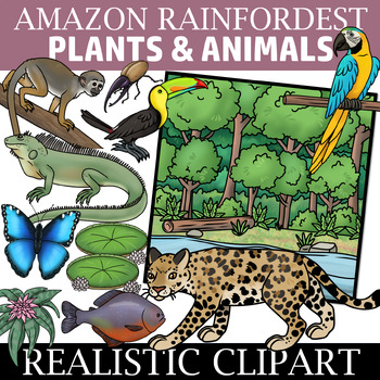 Preview of Amazon Rainforest Clip Art - Ecosystem Clipart