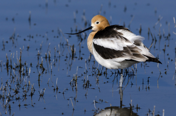 Preview of American Avocet (Recurvirostra americana) stock photo.