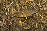 American Bittern (Botaurus lentiginosus) nature stock photograph