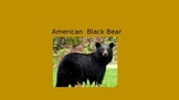 American Black Bear - Power Point - Information Facts Pictures