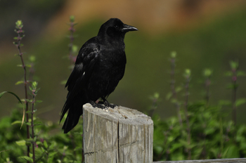 Preview of American Crow (Corvus brachyrhynchos) in Oregon. Powerpoint photograph