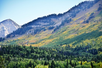 Preview of American Fork Canyon, Utah Pictures-mountains, trees, moose-commercial use.