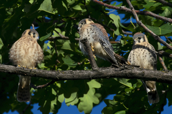 Preview of American Kestrel (Falco sparverius) Powerpoint photo download for sale.