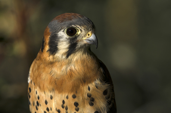 Preview of American Kestrel (Falco sparverius) closeup Powerpoint photo.