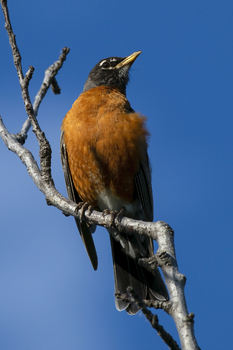 Preview of American Robin (Turdus migratorius) stock photograph