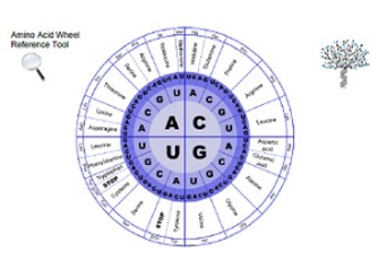 Amino Acid Chart Circle