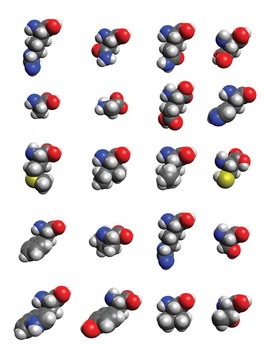 Amino Acid Clip Art and Biochemistry Poster Bundle ...