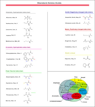 Preview of Amino Acid Reference Poster