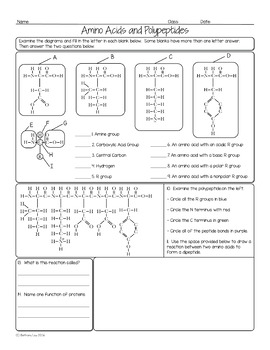 Protein Polypeptide Worksheet Answers - Worksheet List
