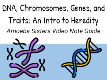 Preview of Amoeba Sisters DNA, Chromosomes, Genes, and Traits: Intro to Heredity Note Guide