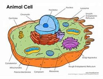 Preview of Amoeba Sisters: Grand Tour of the Cell