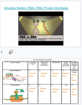Preview of Amoeba Sisters Questions - DNA, RNA, Protein Synthesis DIGITAL