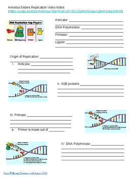 Amoeba Sisters Alleles And Genes Worksheet ≥ COMAGS Answer Key Guide