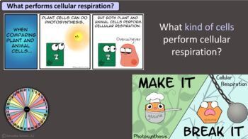 Amoeba Sisters Unlectured Series- CELLULAR RESPIRATION by Amoeba