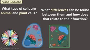 Amoeba Sisters Unlectured Series Introduction To Cells By Amoeba Sisters Llc