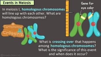 Amoeba Sisters Unlectured Series- MEIOSIS by Amoeba Sisters LLC | TpT