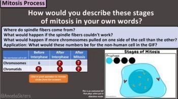 Amoeba Sisters Unlectured Series- MITOSIS by Amoeba Sisters LLC | TpT