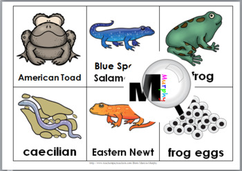 Bingo Game Printable Amphibian Bingo Animal Classification for Kids