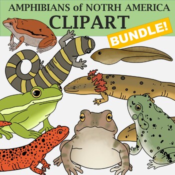 Amphibian Clip Art Bundle - Frogs and Toads and Salamanders Clipart