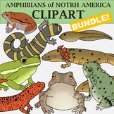 Amphibian Clip Art Bundle - Frogs and Toads and Salamander