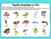 Amphibian, Fish or Reptile - Animal Classification