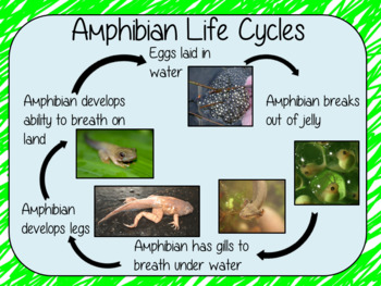 Amphibian Life Cycles Complete Science Lesson by The Ginger Teacher