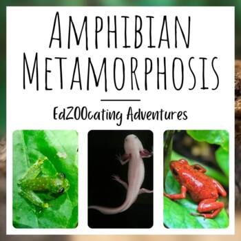 Preview of Amphibian Metamorphosis | Lesson with Video, Readings, Quizzes, and More!