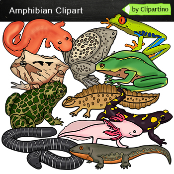 Preview of Amphibians Clip Art Bundle: frog, toad, Salamander, Axolotl