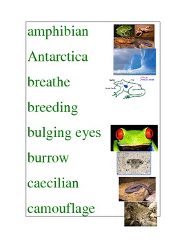 Preview of Amphibians/ Frog's Life Cycle Word Wall