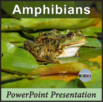 Preview of Amphibians, Life Cycle of a Frog PowerPoint, Tadpoles, Salamanders