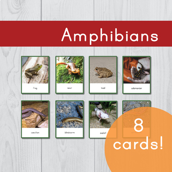 Preview of Amphibians  • Montessori Three Part Cards •  Flash Cards