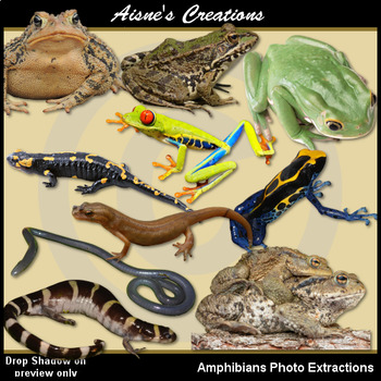 Amphibians Real Photo Clip Art by Aisne's Creations | TpT