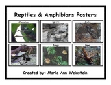 Reptiles & Amphibians Posters